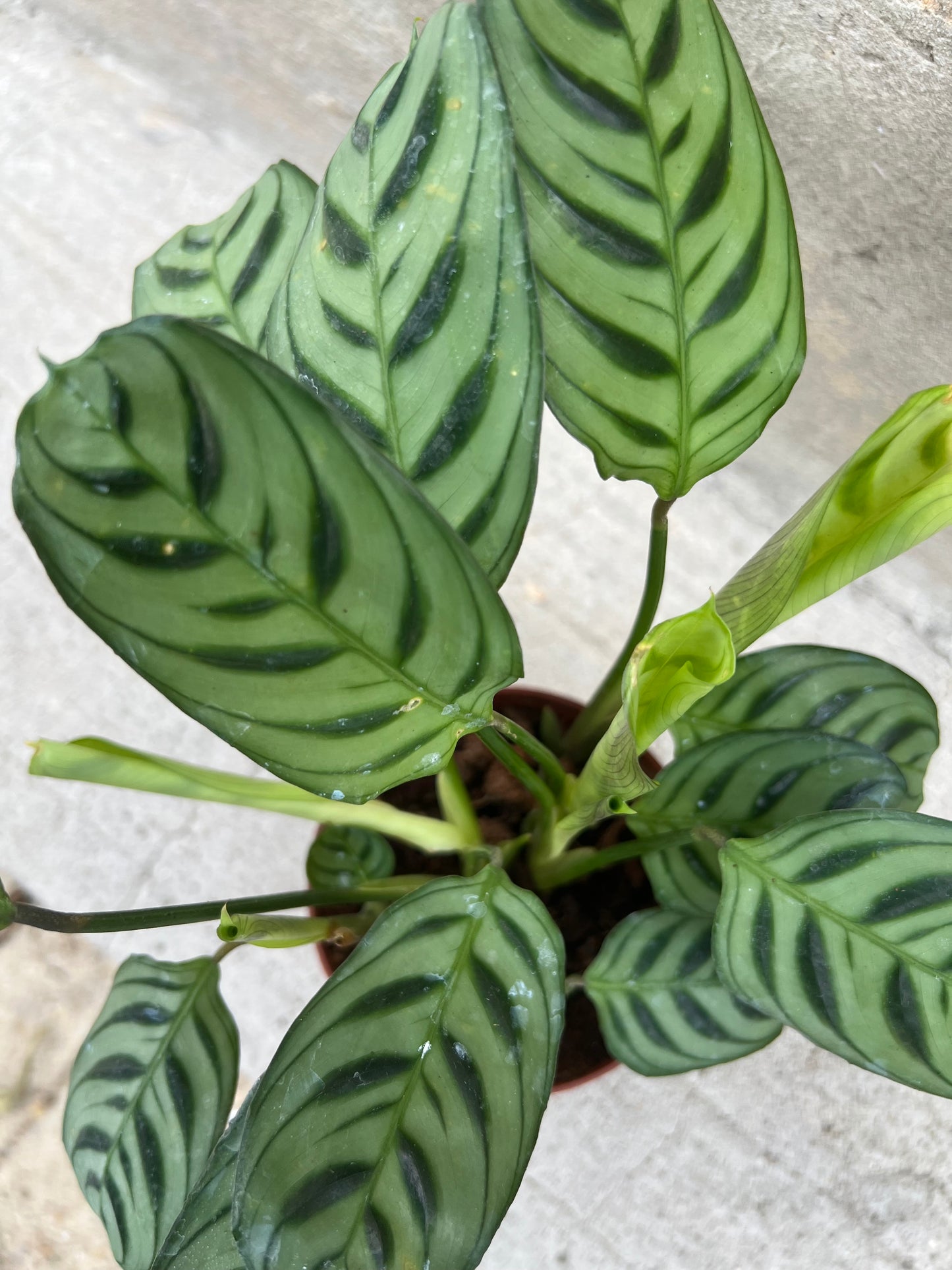 Calathea 'Burle Marxii'