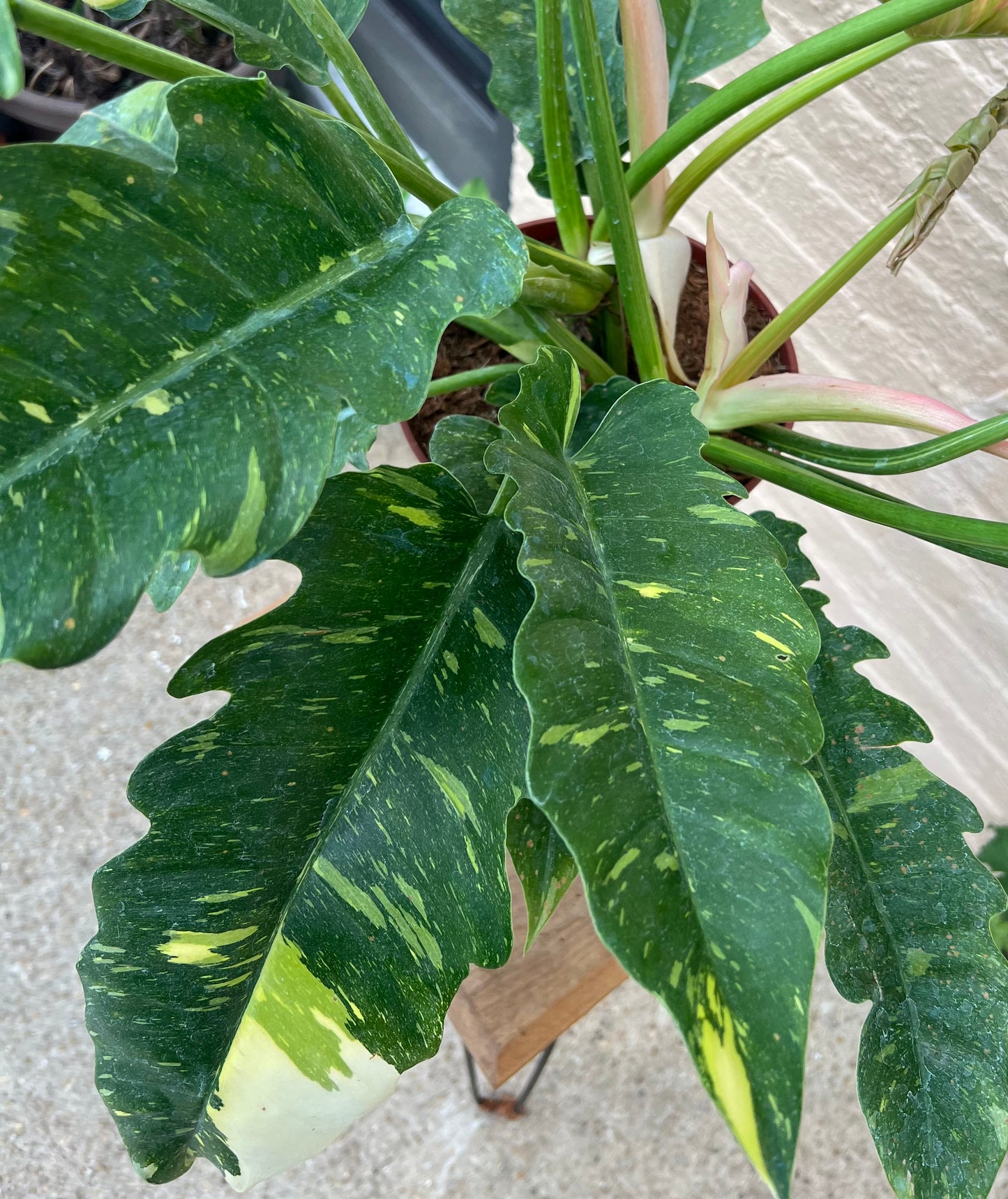 Philodendron 'Ring of Fire'
