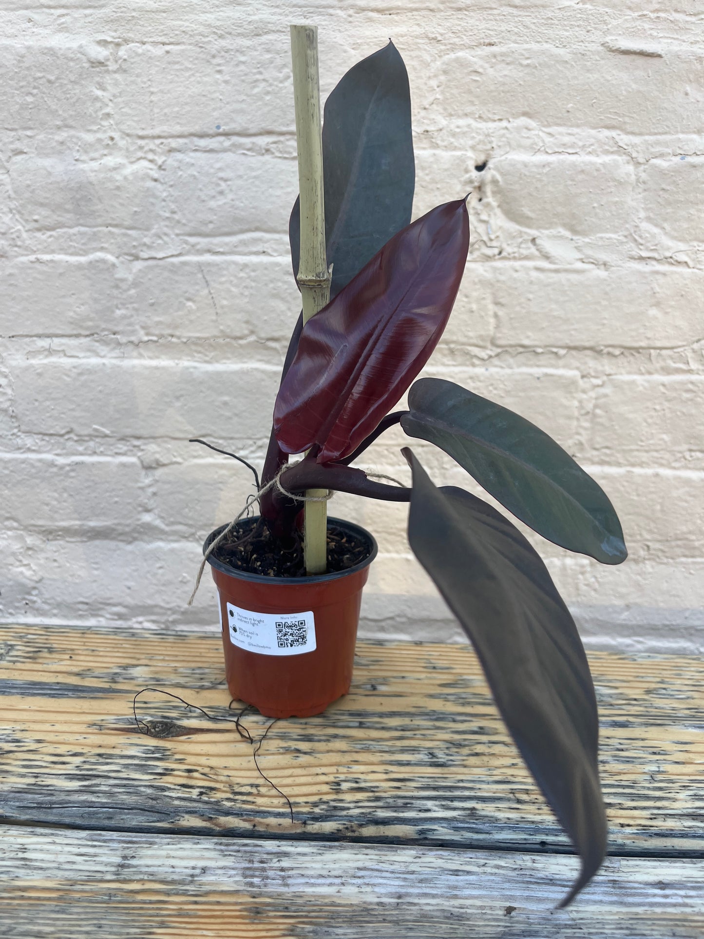 Philodendron 'Black Cardinal'