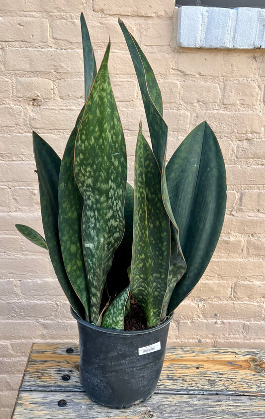 Sansevieria Whale's Fin