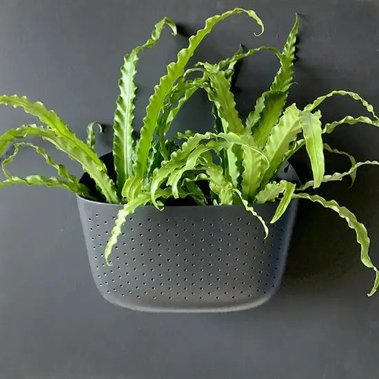 Wally Living Wall Planters