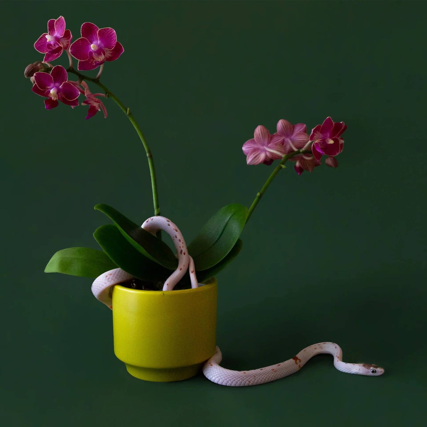 Parker Planter | 3 inch (No Trivet)