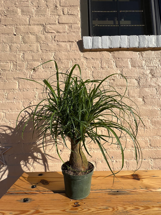 Beaucarnea recurvata 'Ponytail Palm'