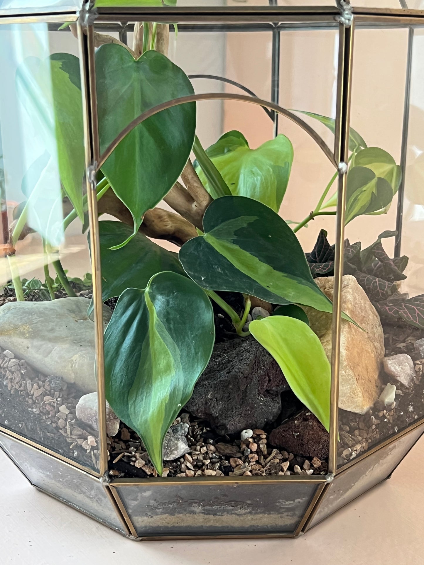 Tropical Planted Solarium Glass Terrarium