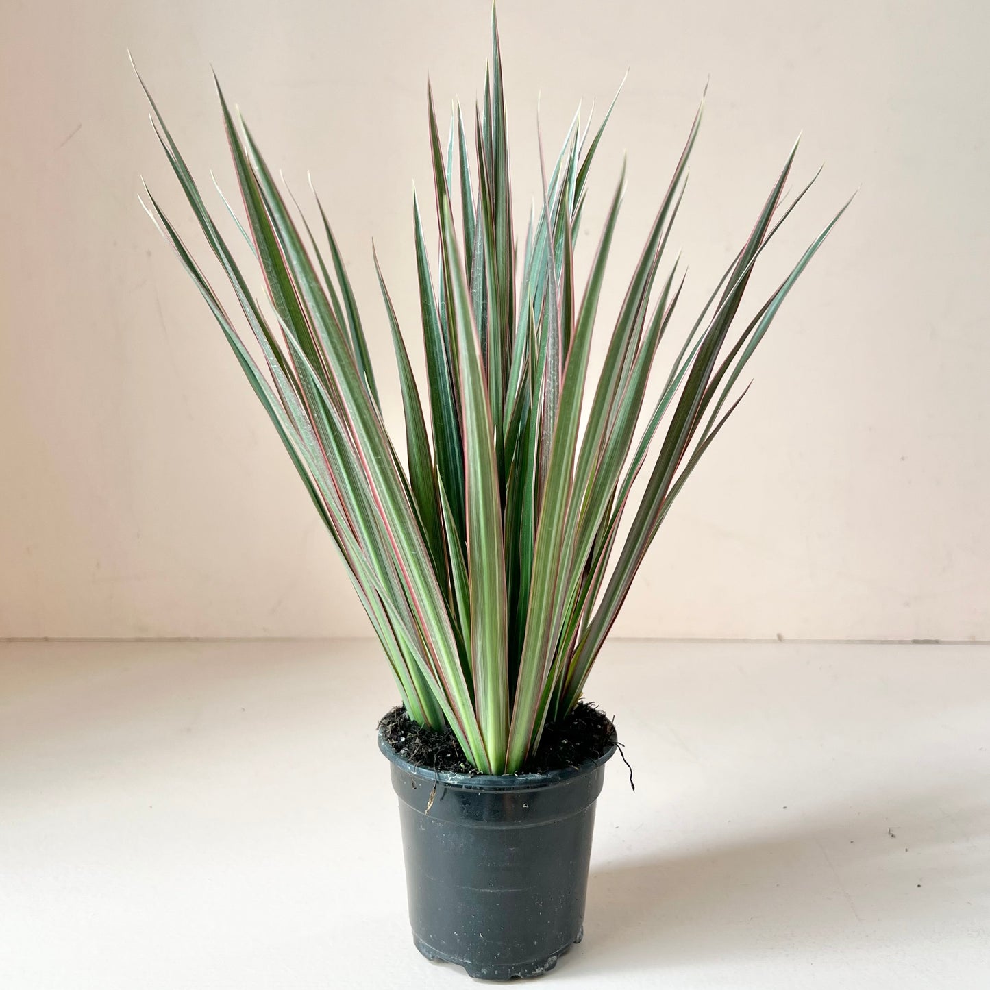 Dracaena angustifolia 'Dracaena Marginata'