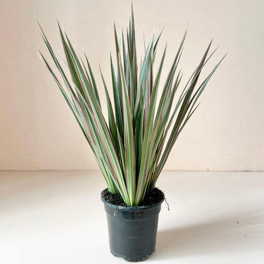 Dracaena angustifolia 'Dracaena Marginata'