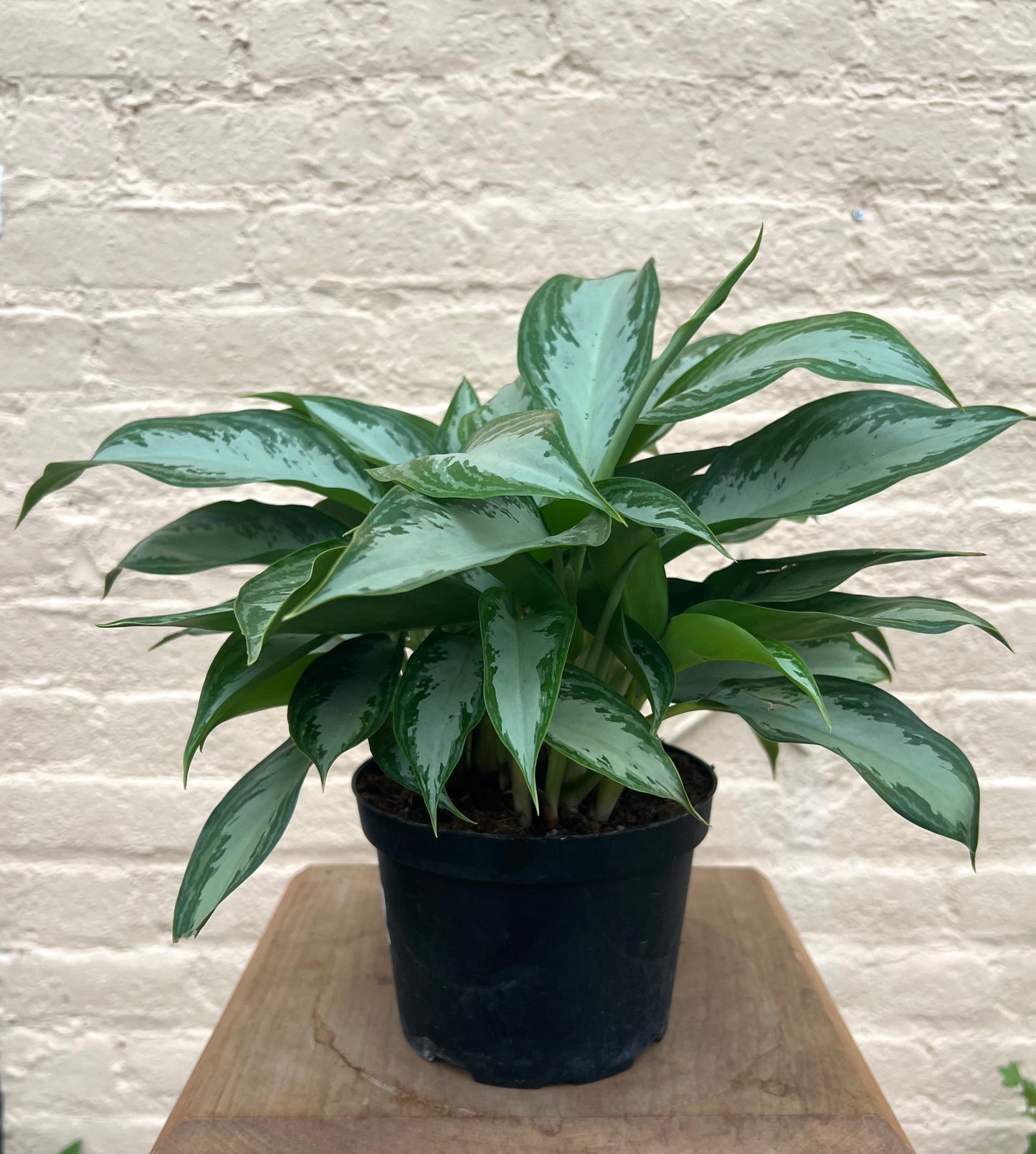 Aglaonema 'Leprechaun'
