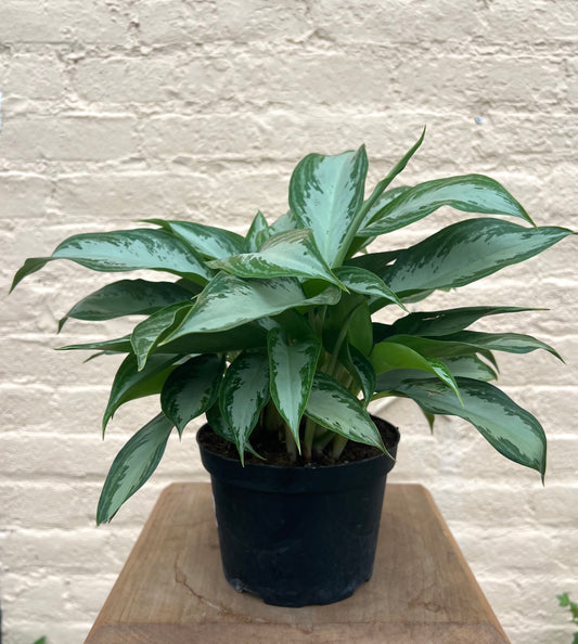 Aglaonema 'Leprechaun'