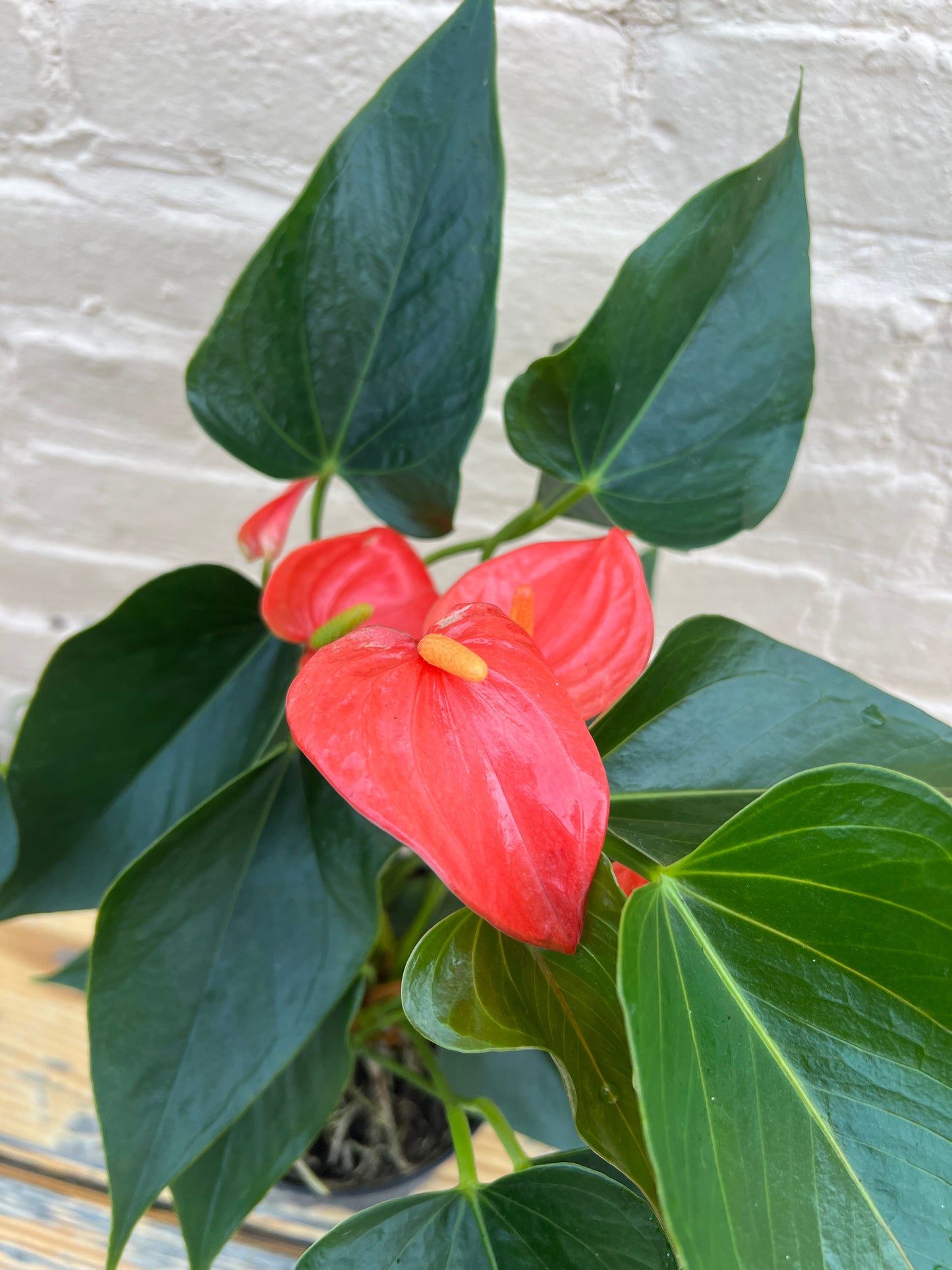 Anthurium andraeanum