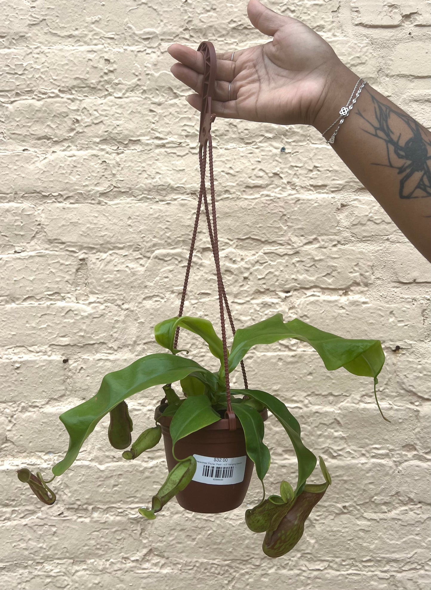 Nepenthes 'Pitcher Plant'