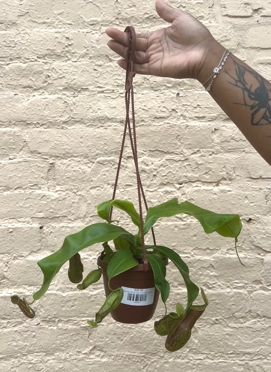 Nepenthes 'Pitcher Plant'