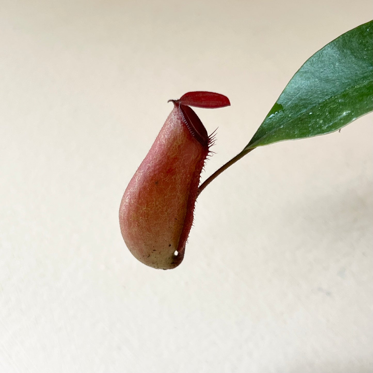 Nepenthes 'Pitcher Plant'