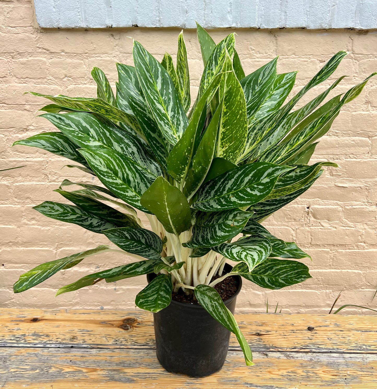 Aglaonema 'White Lightening'