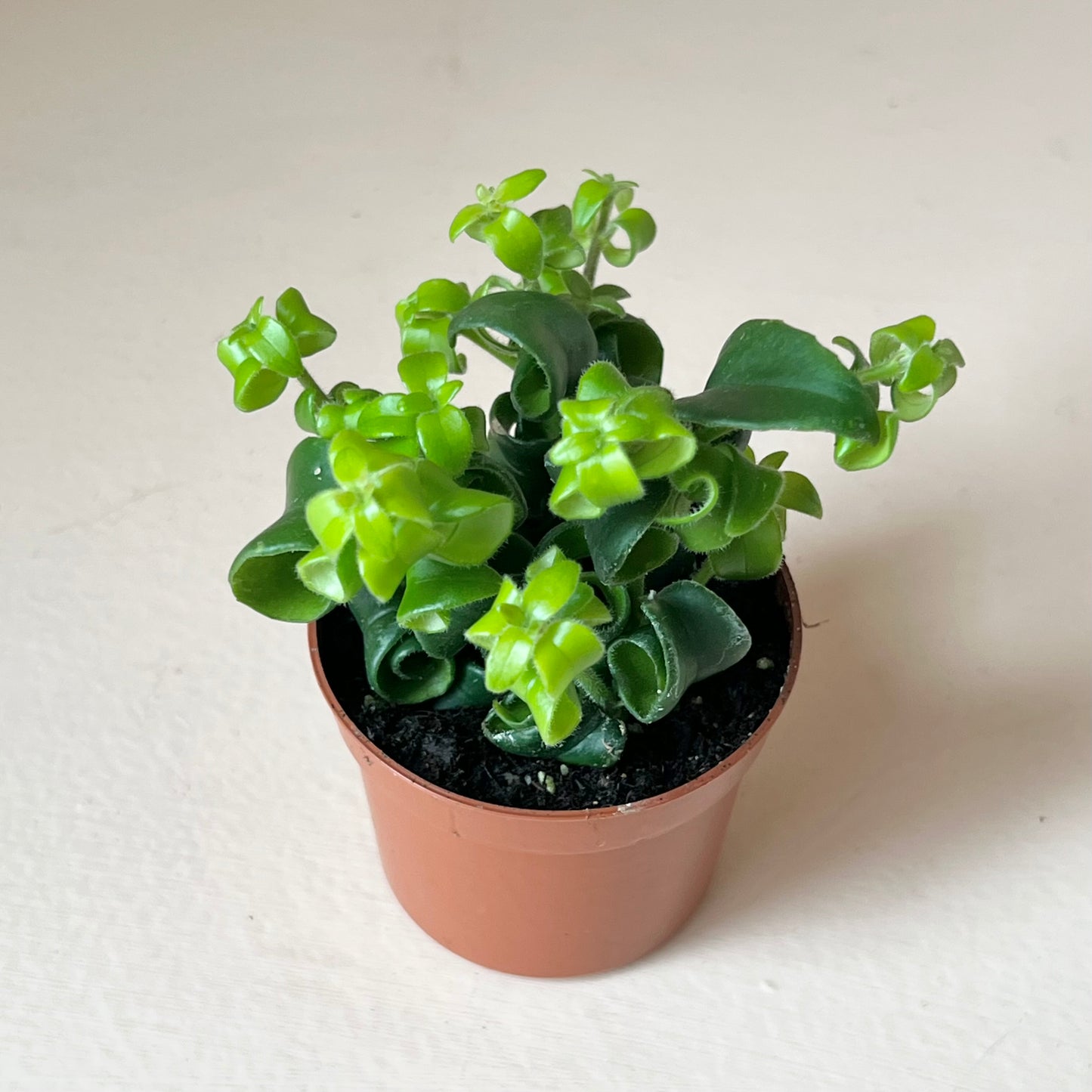 Aeschynanthus longicaulis 'Black Pagoda Lipstick Plant'