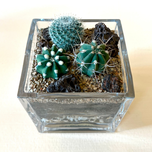 Cacti Cube Terrarium