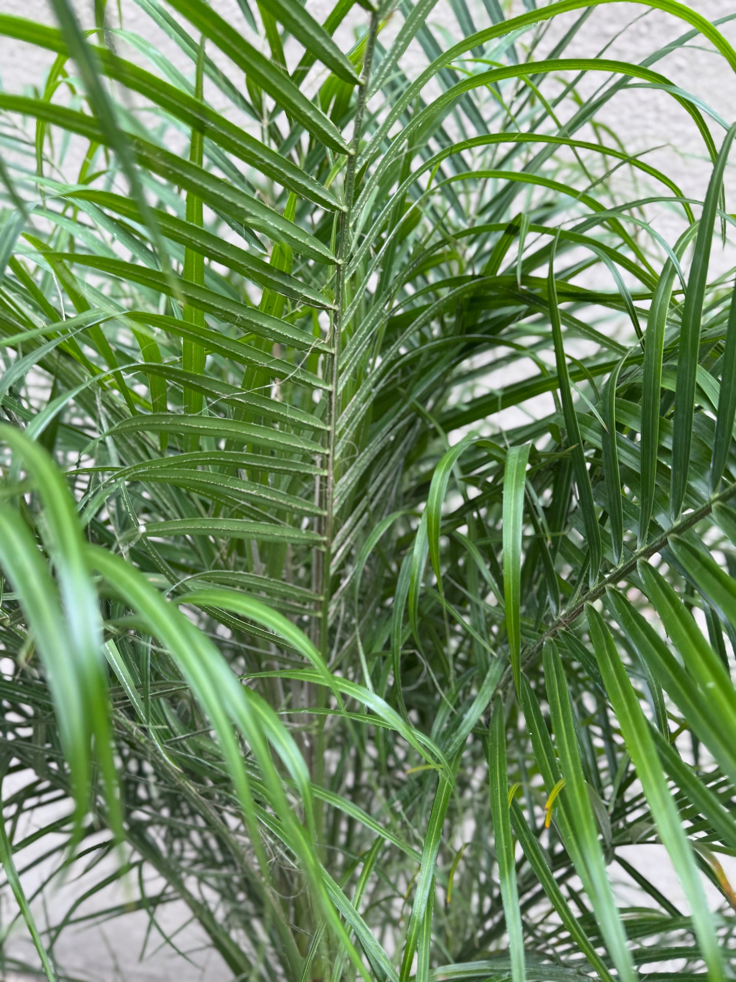 Phoenix roebelenii Palm