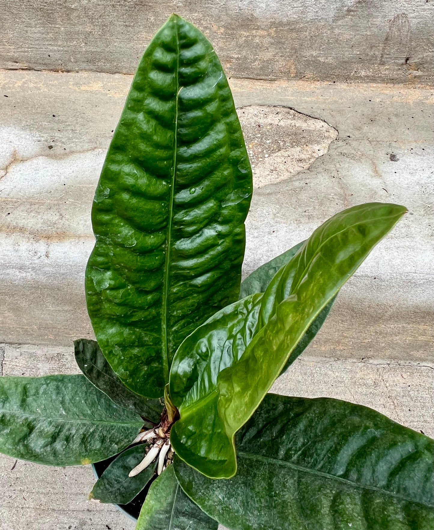 Anthurium Superbum