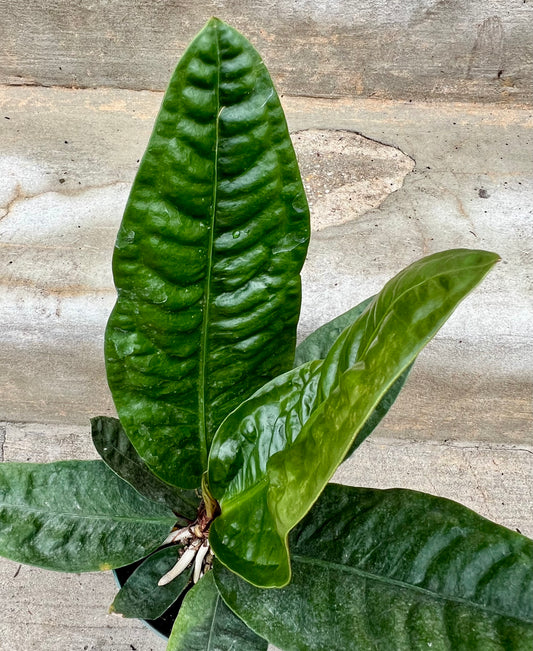 Anthurium Superbum