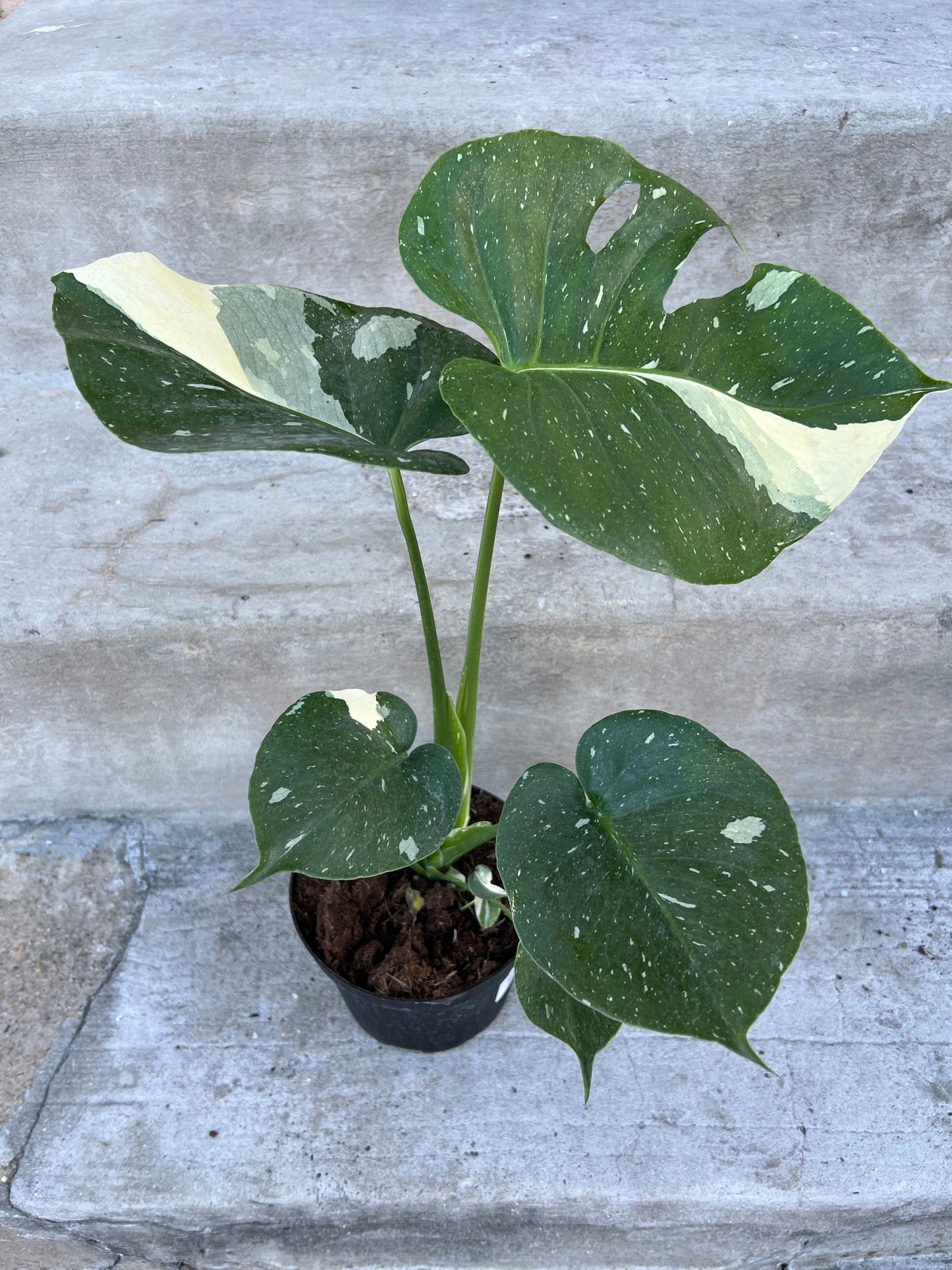 Monstera Deliciosa 'Thai Constellation'