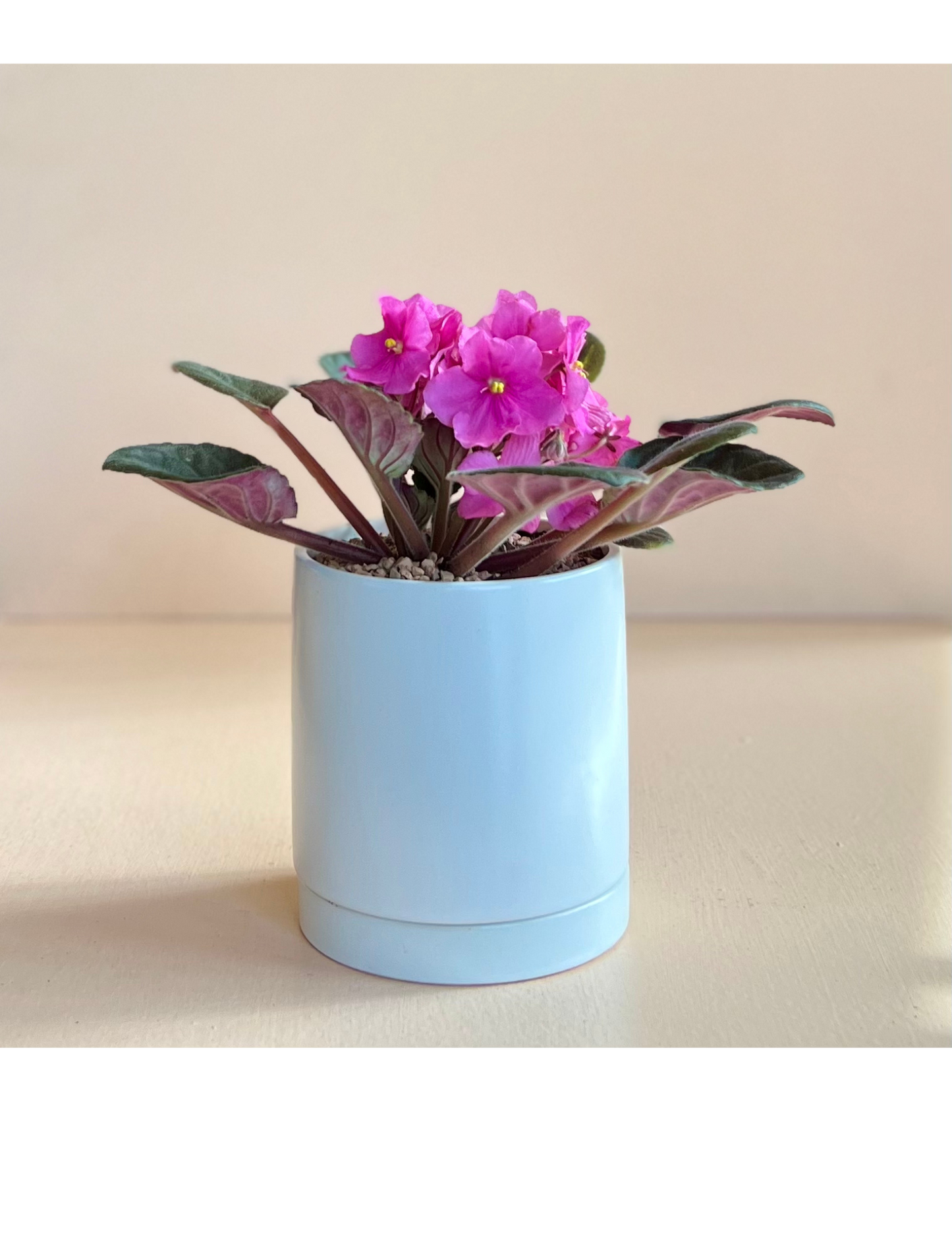 Potted Tropical In Ceramic