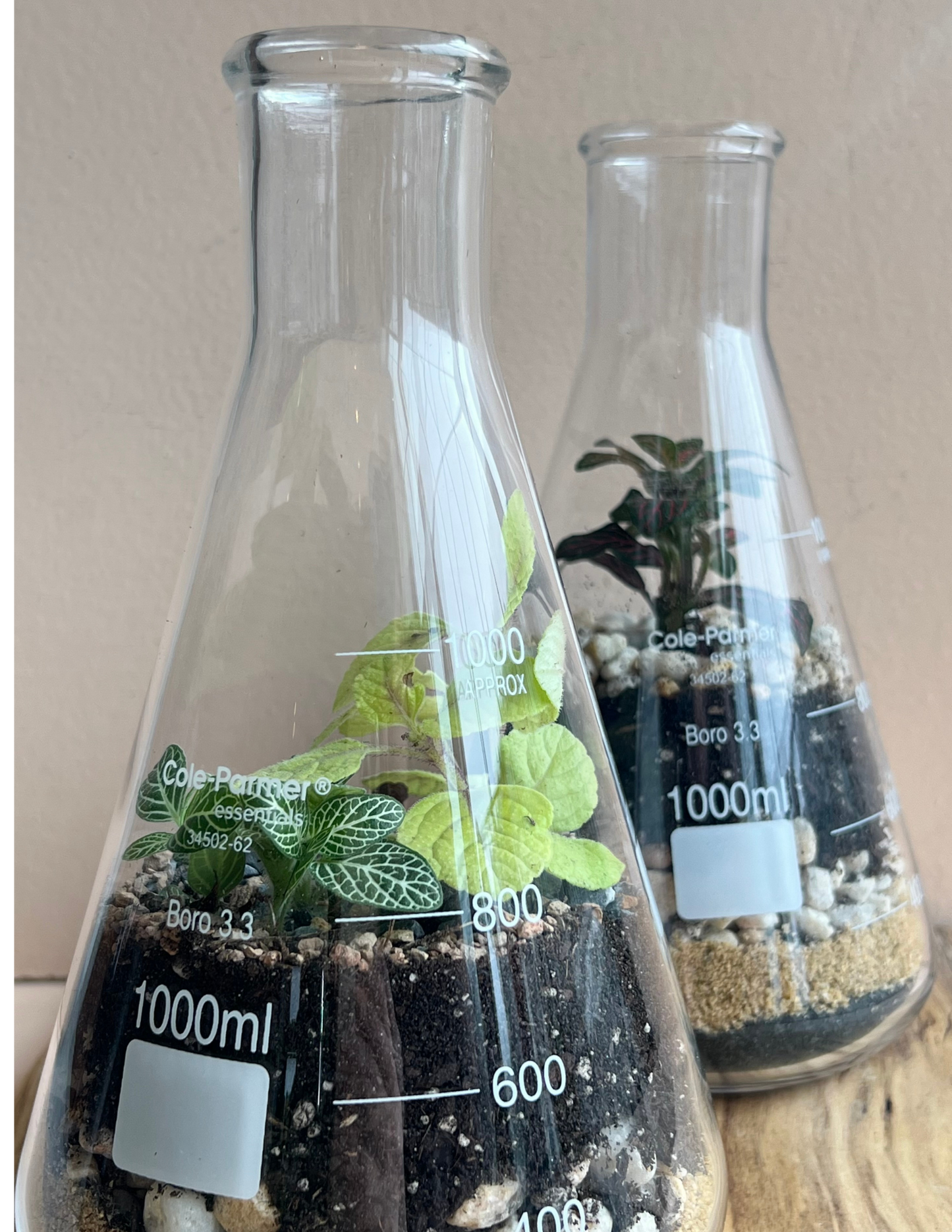 Tropical Flask Terrarium