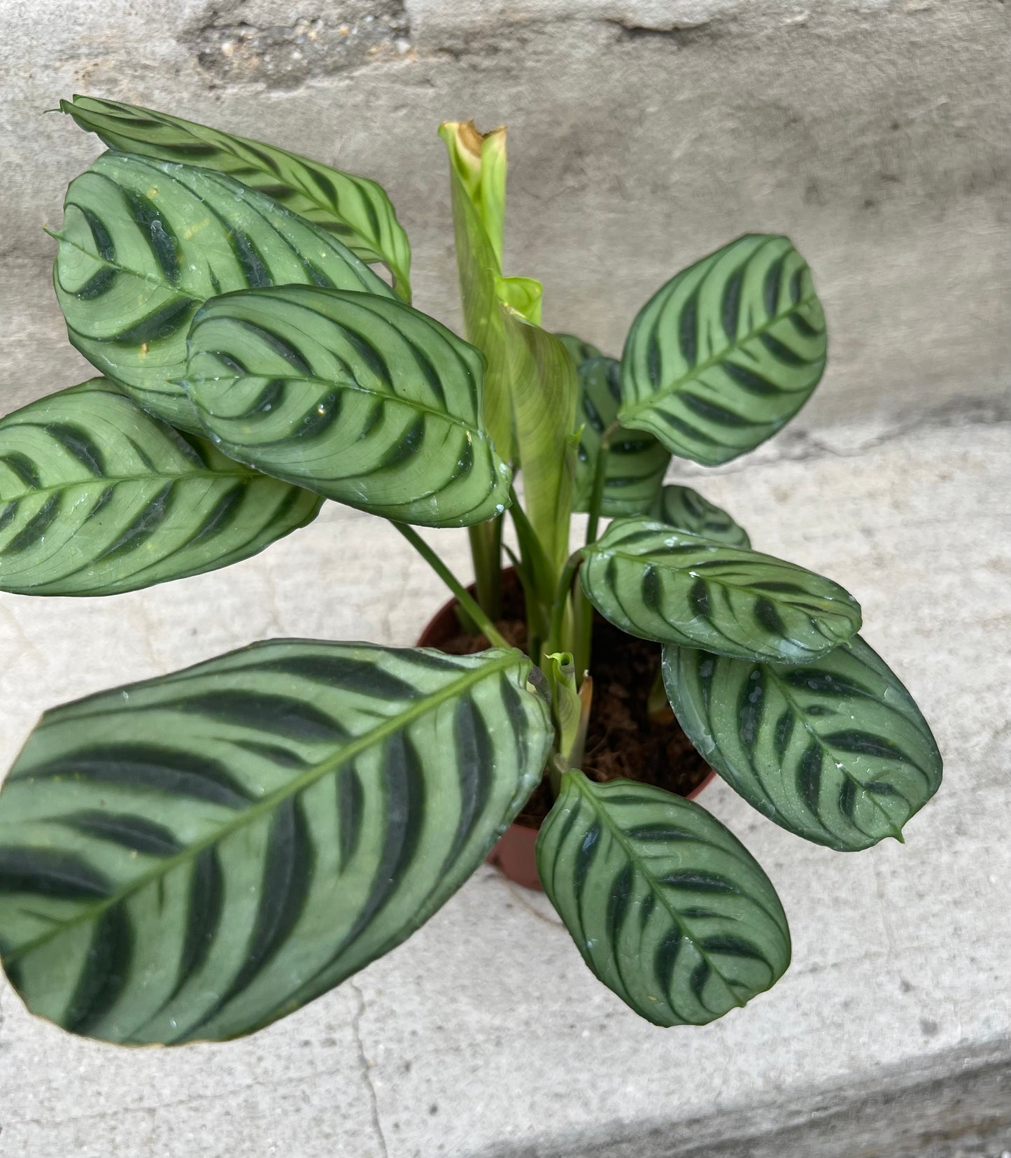 Calathea 'Burle Marxii'