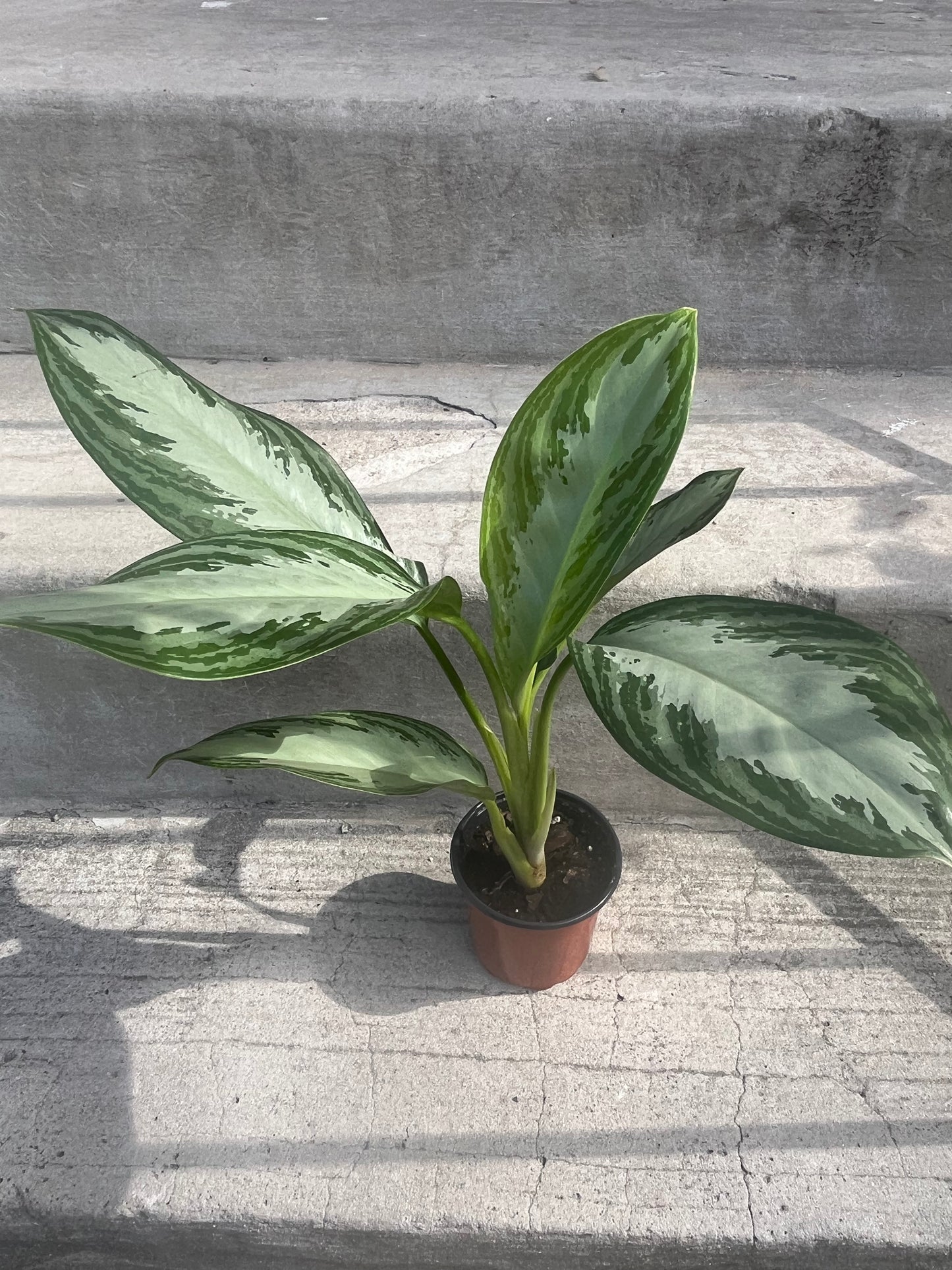 Aglaonema Silver Bay 'Chinese Evergreen'