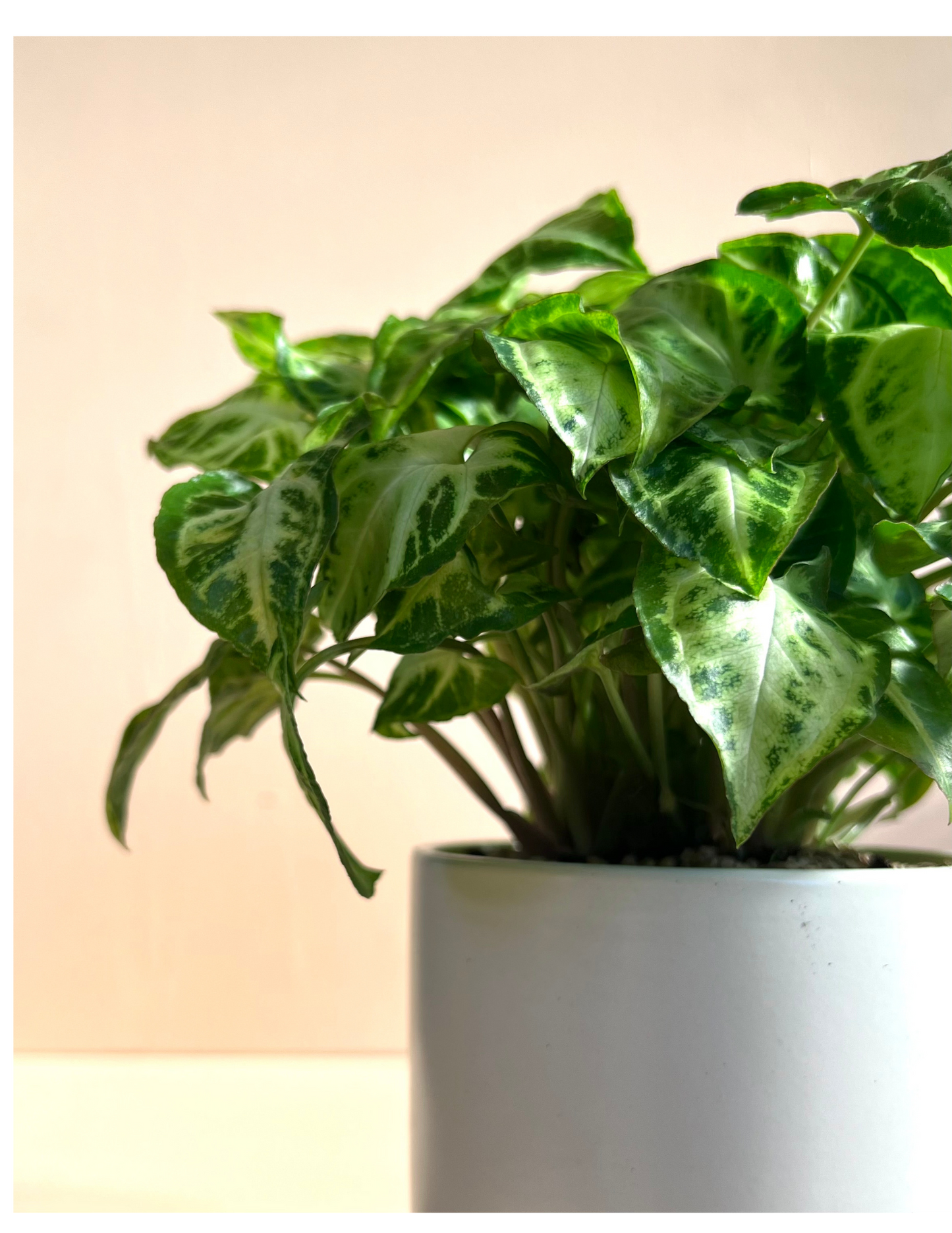 Potted Tropical In Ceramic