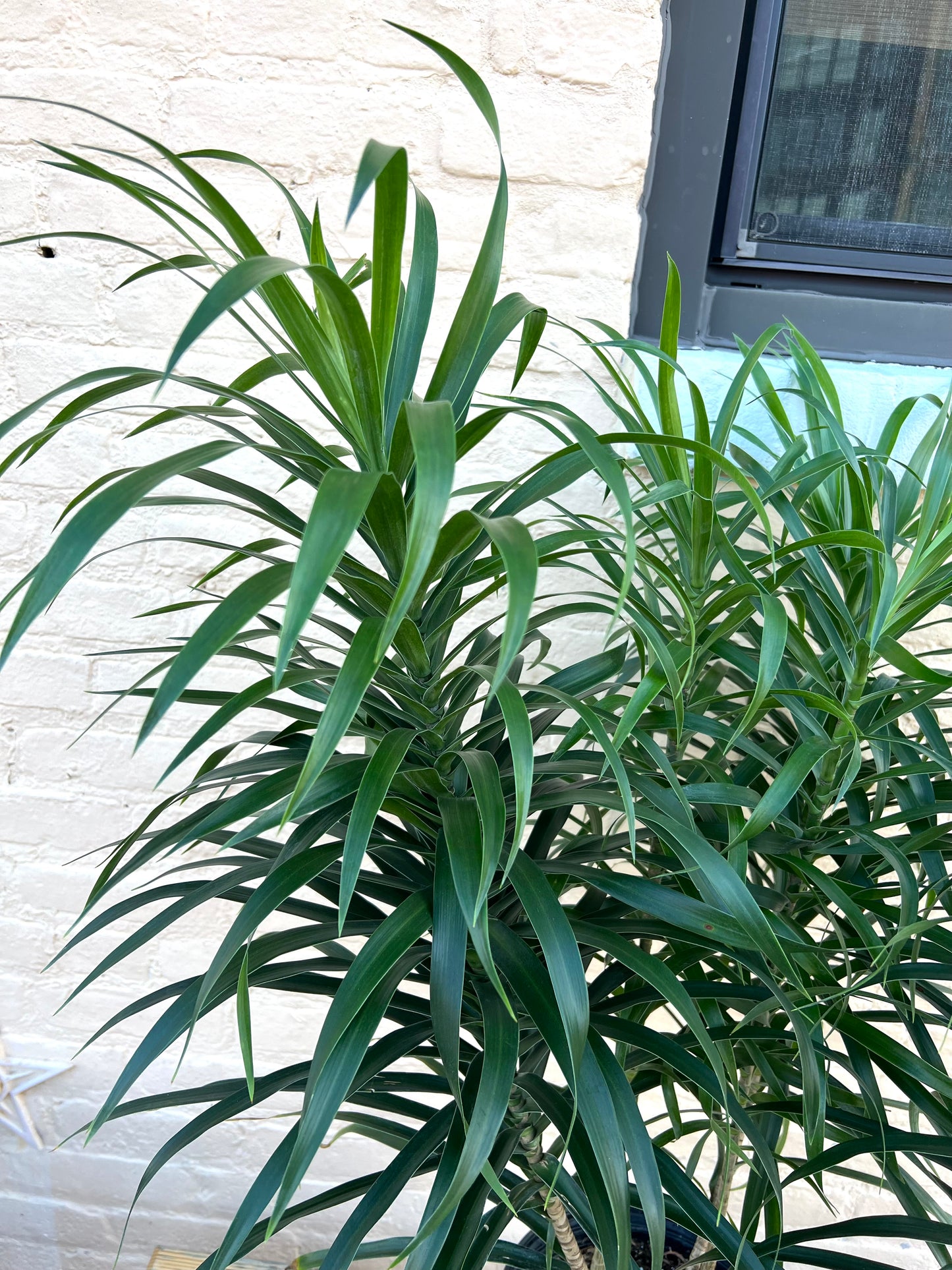 Dracaena Anita Bush