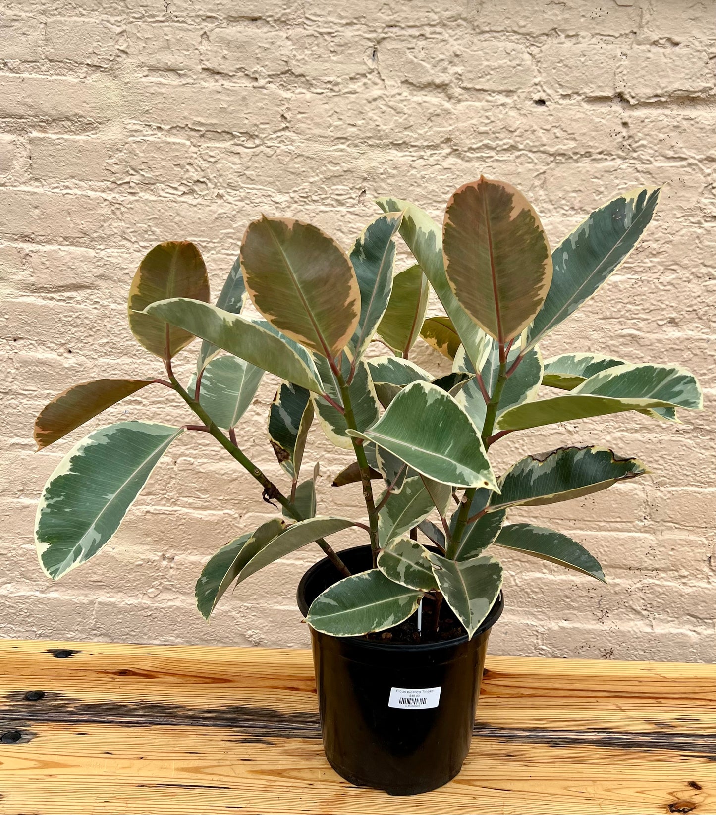 Ficus elastica 'Tineke'