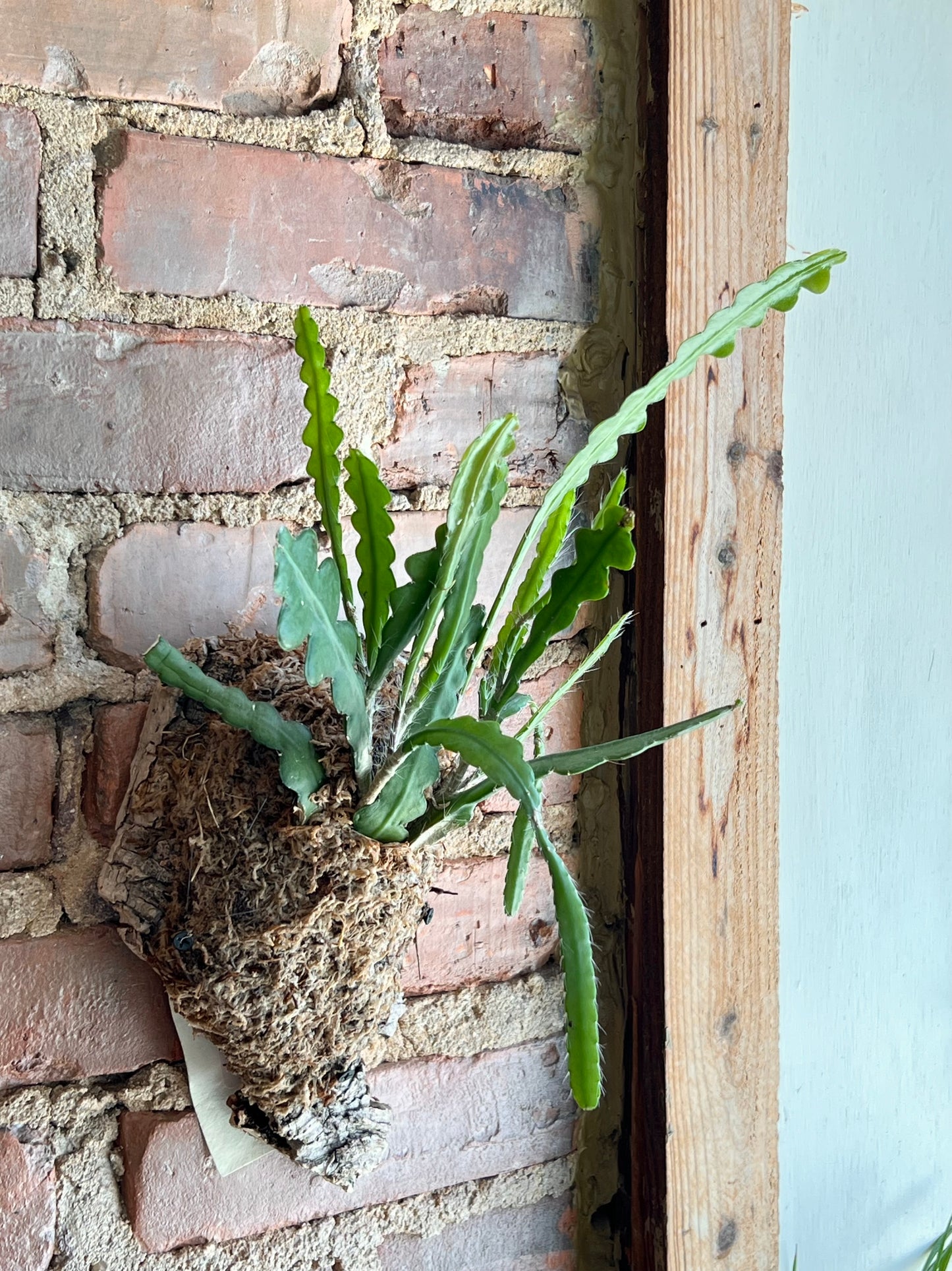 Mounted Epiphyllum anguliger “Fishbone Cactus”