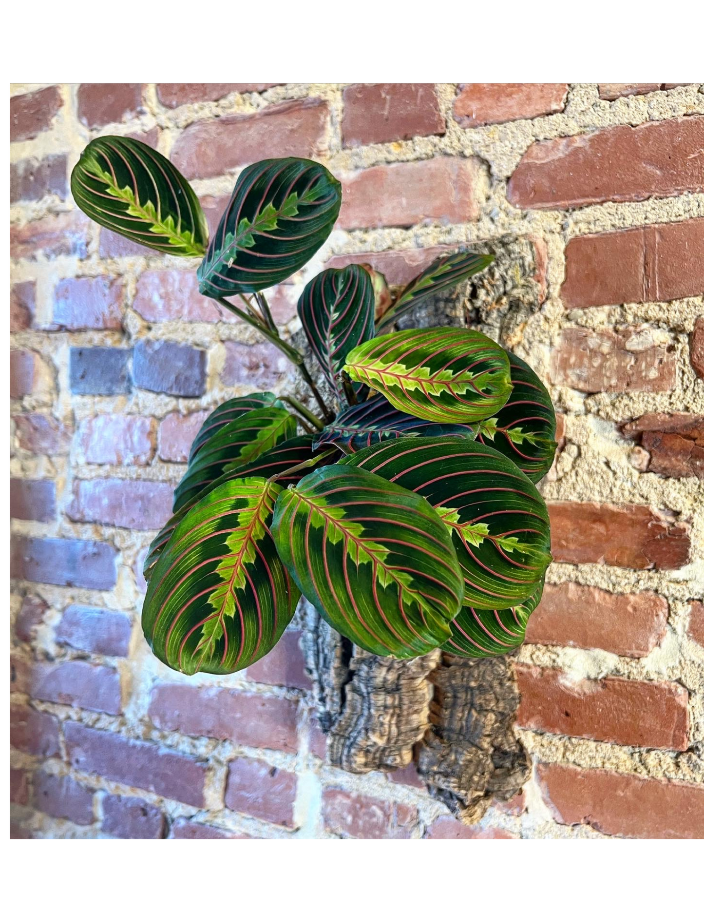 Mounted Plant on Cork