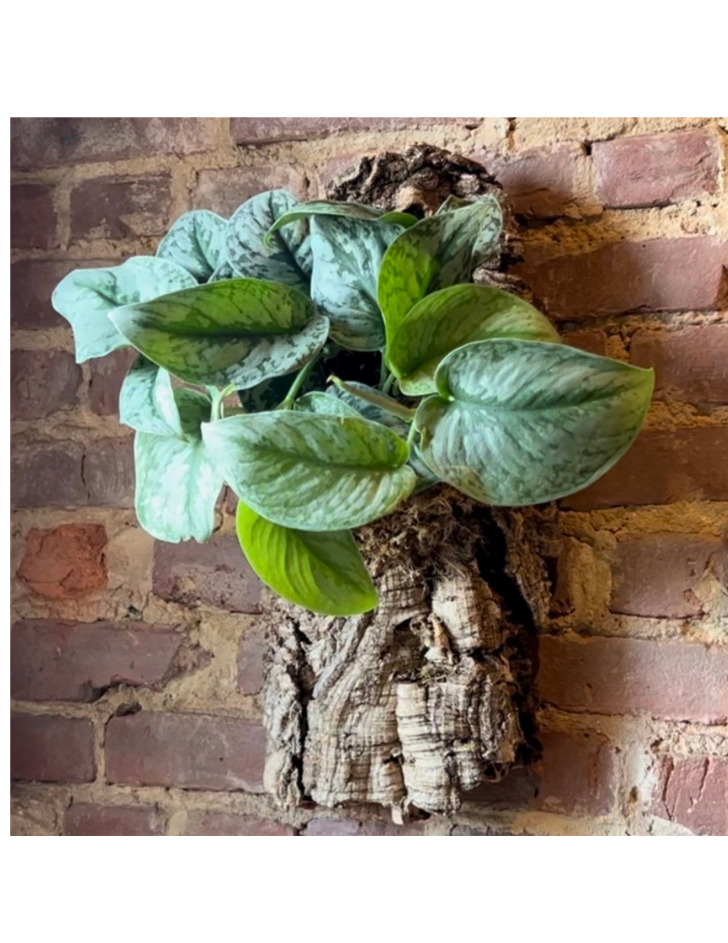 Mounted Plant on Cork