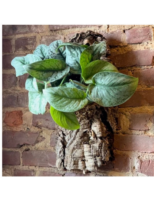 Mounted Plant on Cork