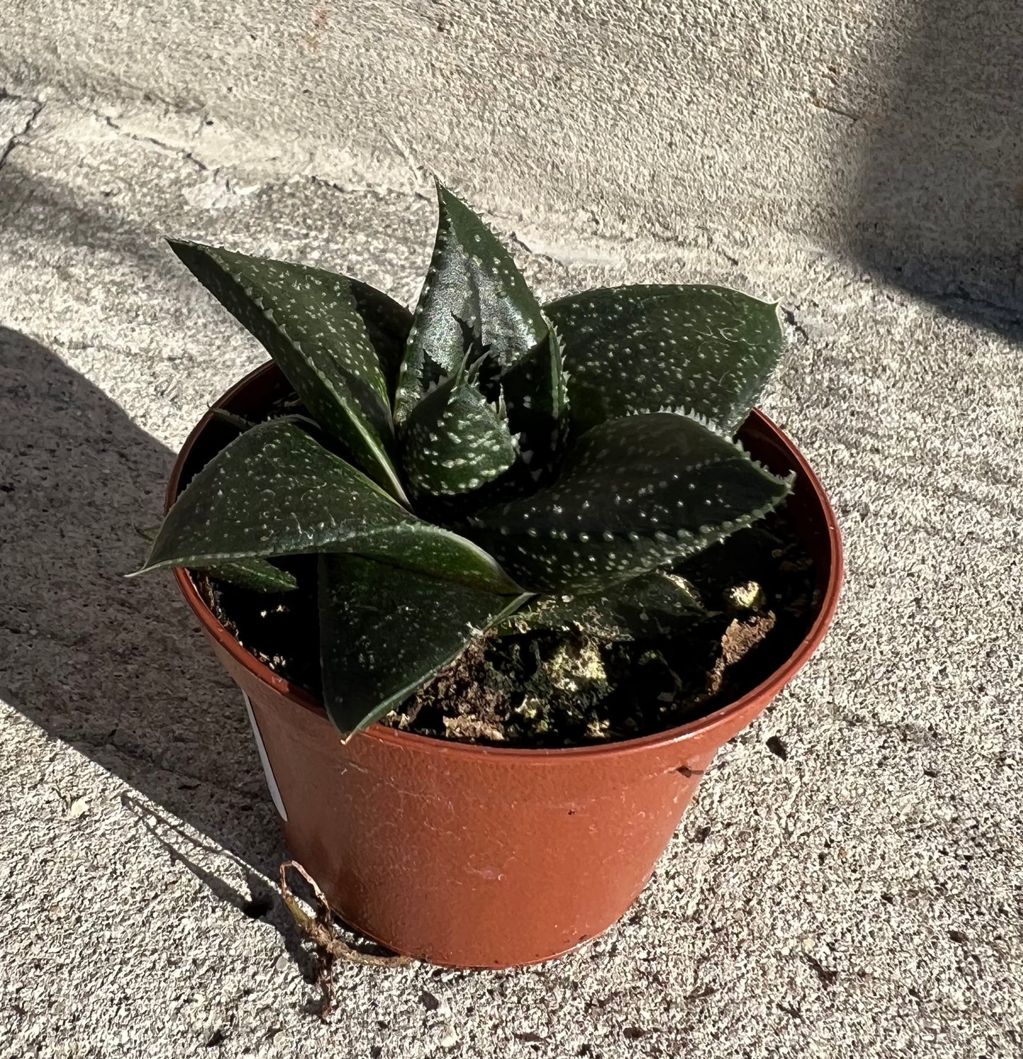 Haworthia 'Hippo'