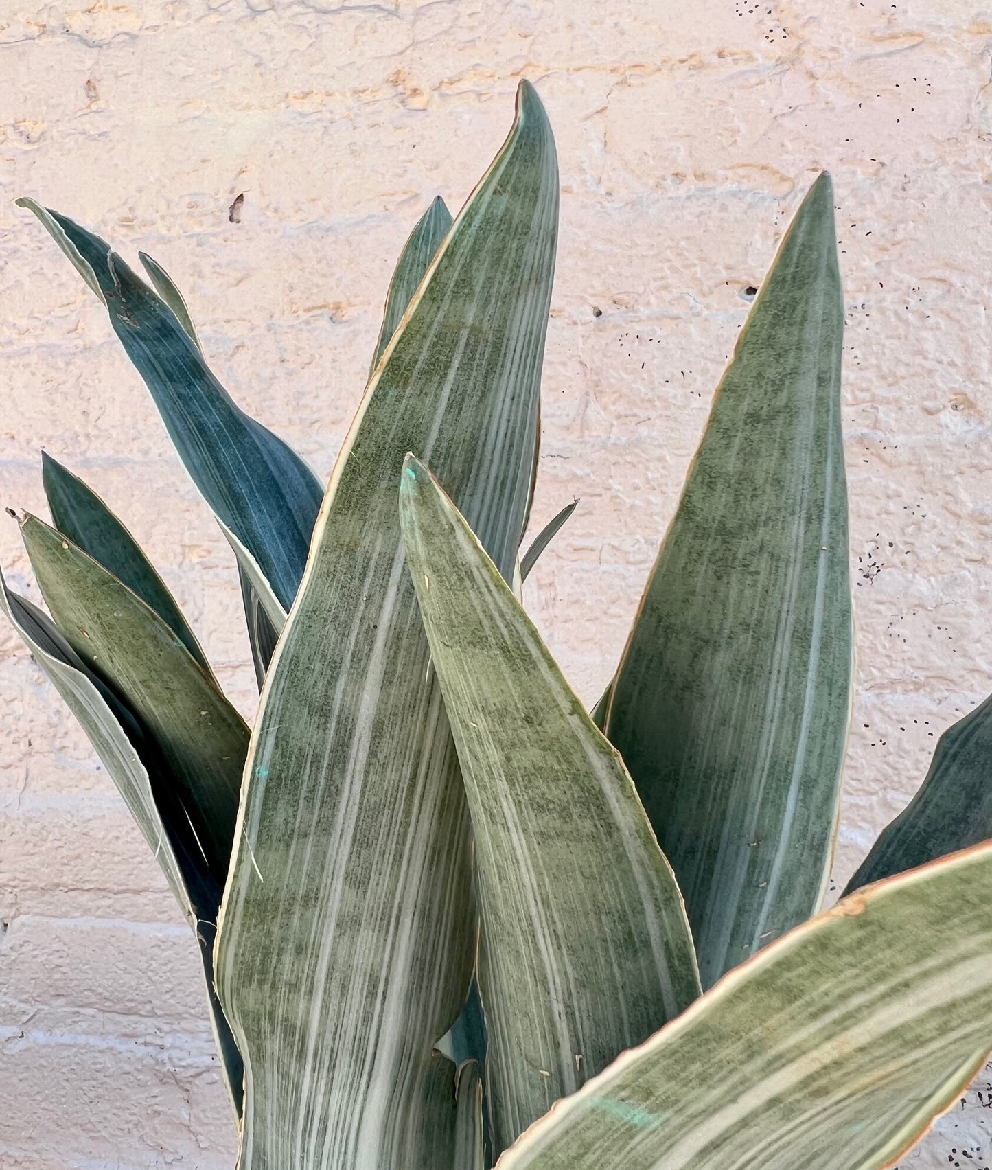 Sansevieria Sayuri