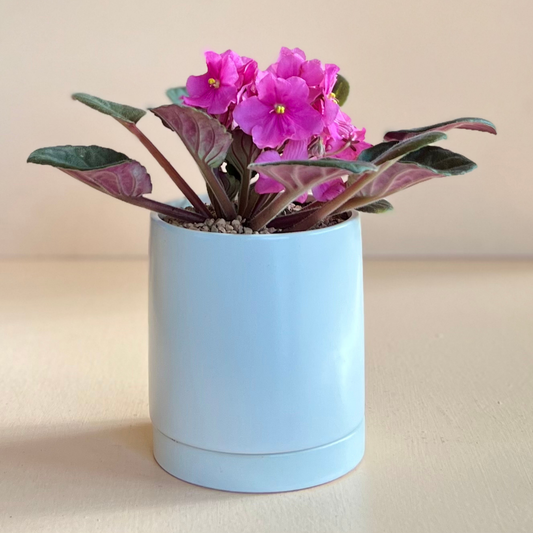 Potted Tropical in White Planter