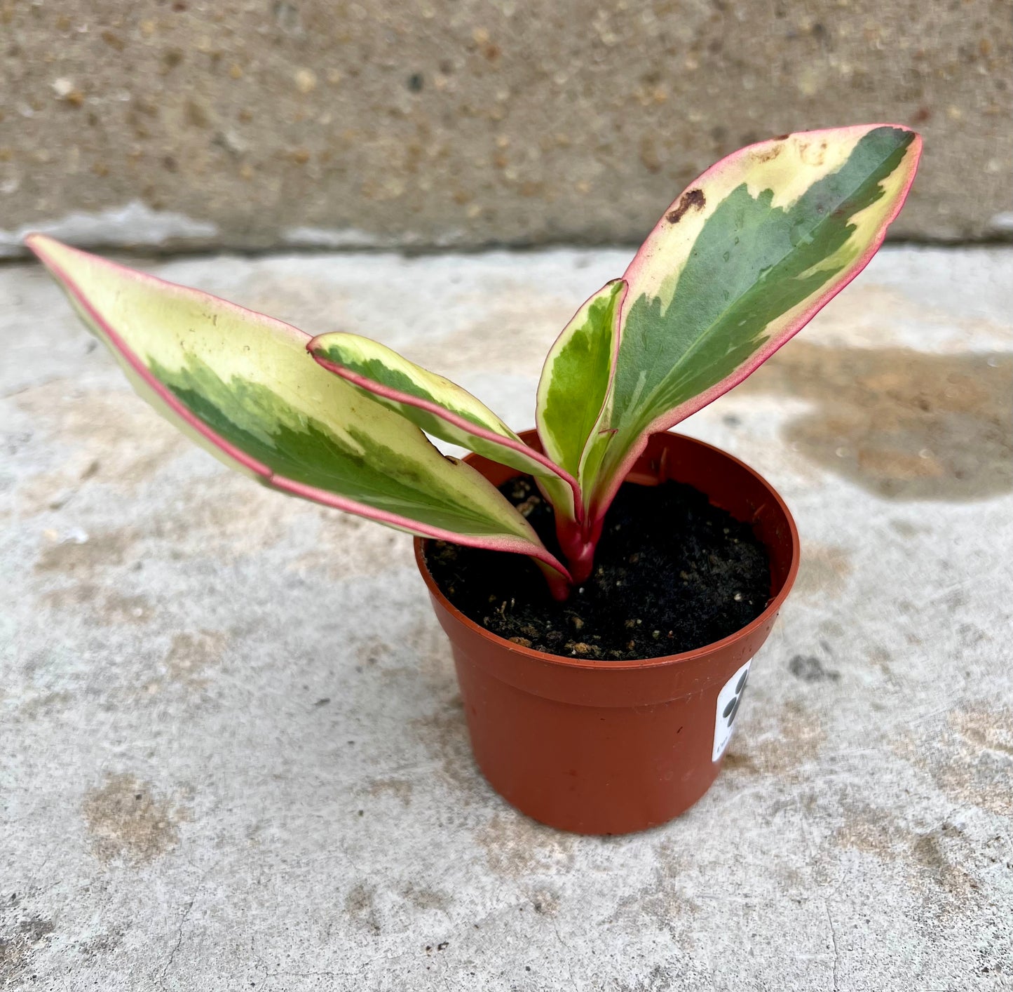 Peperomia clusifolia 'Ginny'