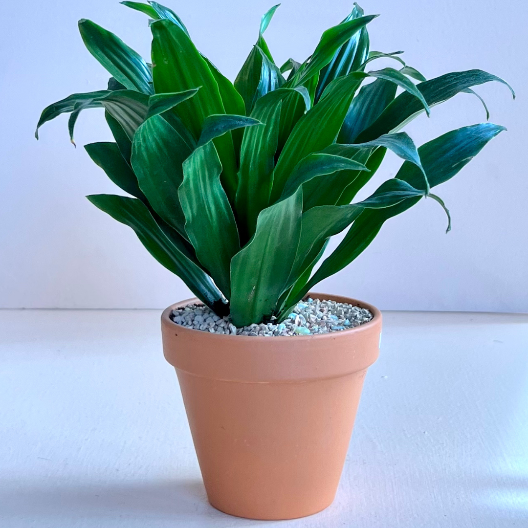 Potted Tropical in Terra Cotta