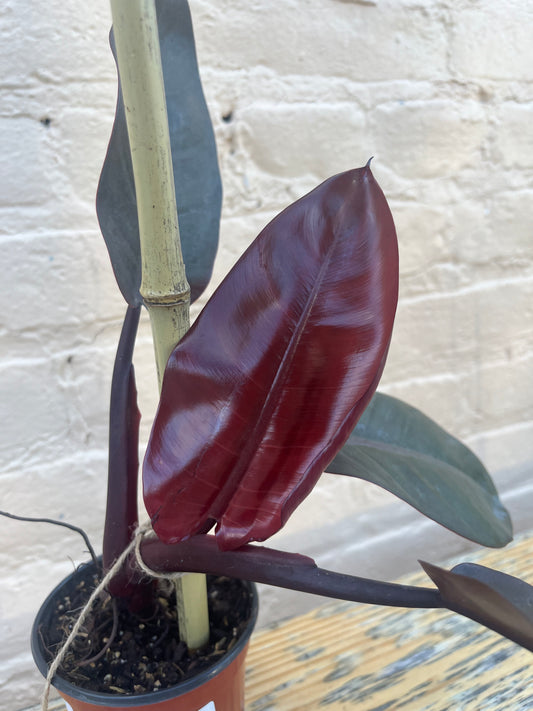 Philodendron 'Black Cardinal'