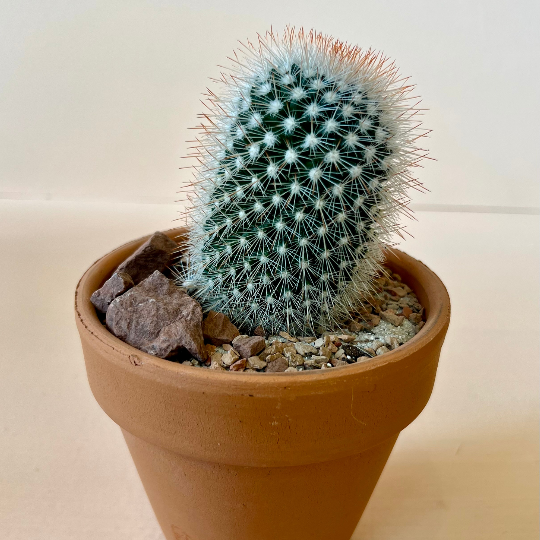 Potted Cacti in Terra Cotta