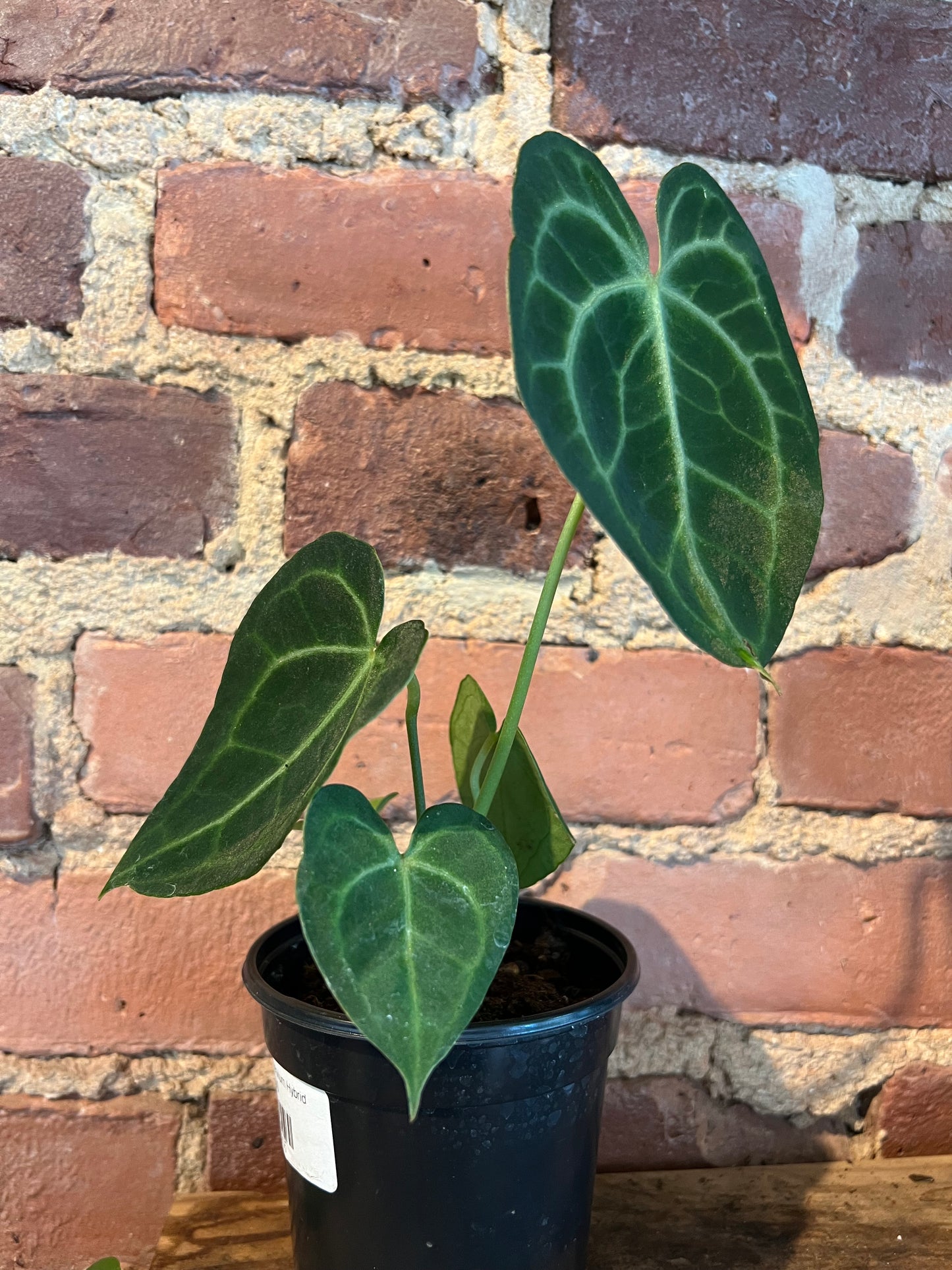 Anthurium Clarinervium Hybrid