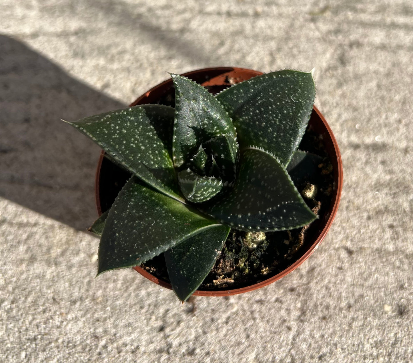 Haworthia 'Hippo'