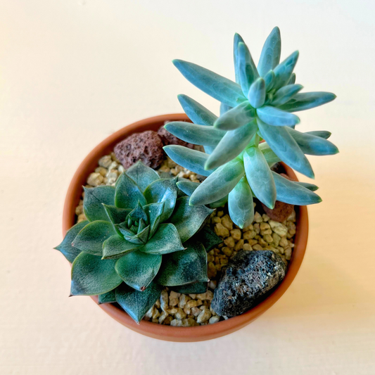 Potted Succulent in Terra Cotta