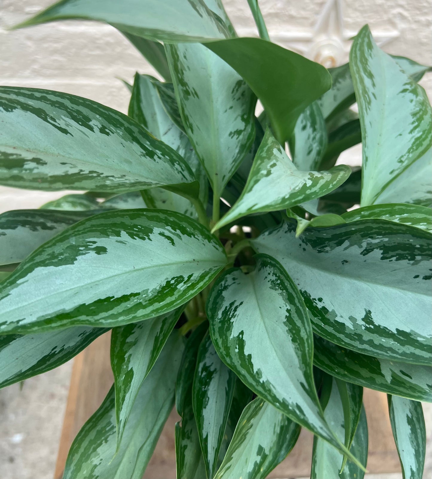 Aglaonema 'Leprechaun'