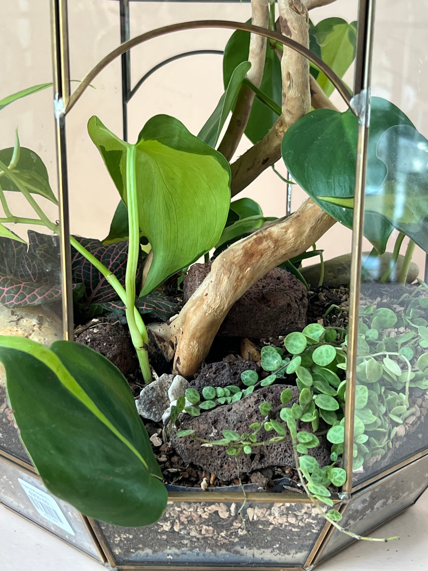 Tropical Planted Solarium Glass Terrarium