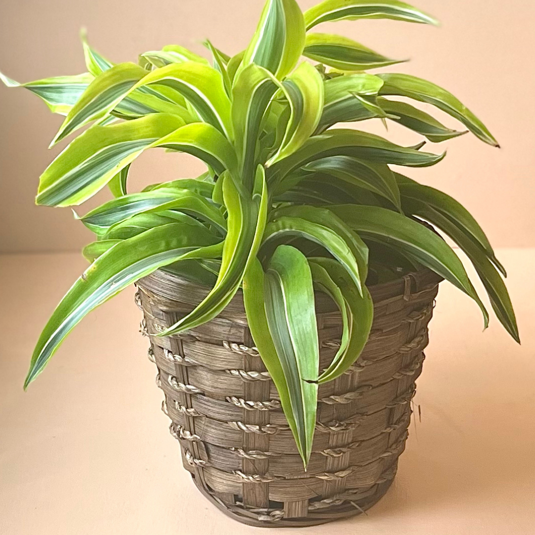 Potted Tropical in Basket