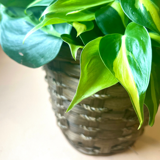 Potted Tropical in Basket