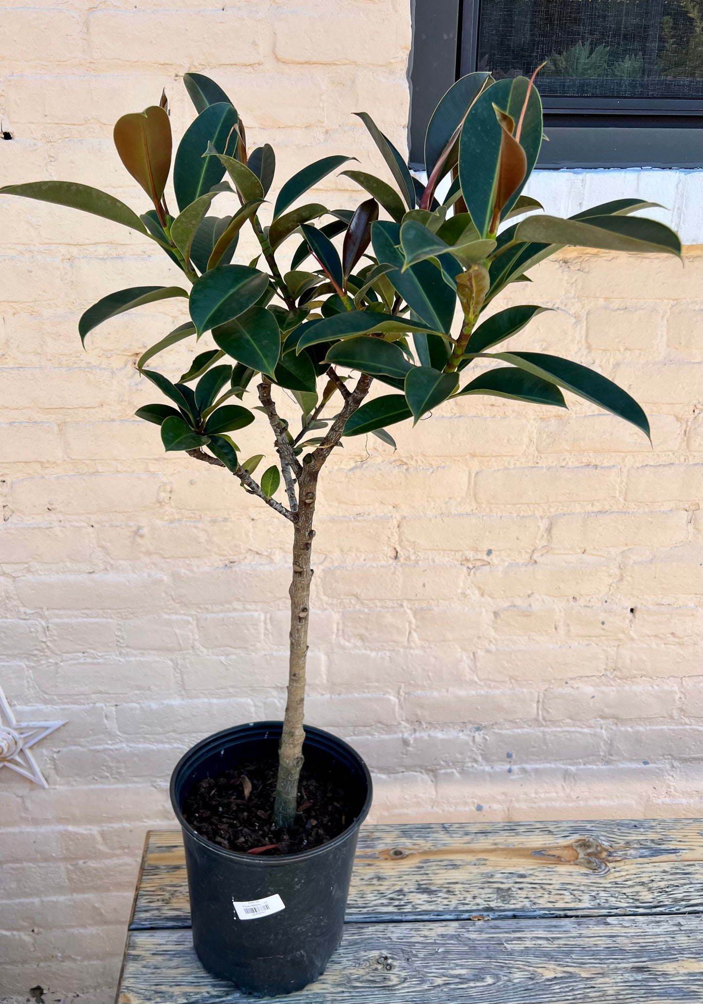 Ficus Melany