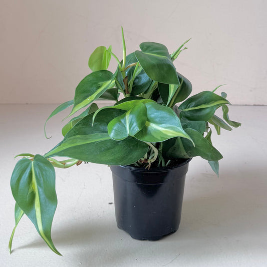 Philodendron hederaceum var. oxycardium 'Philodendron Brasil'